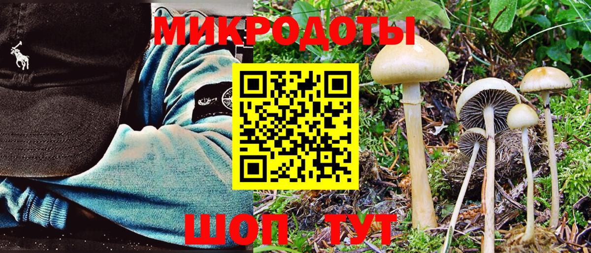 Галлюциногенные грибы Psilocybine cubensis Лобня